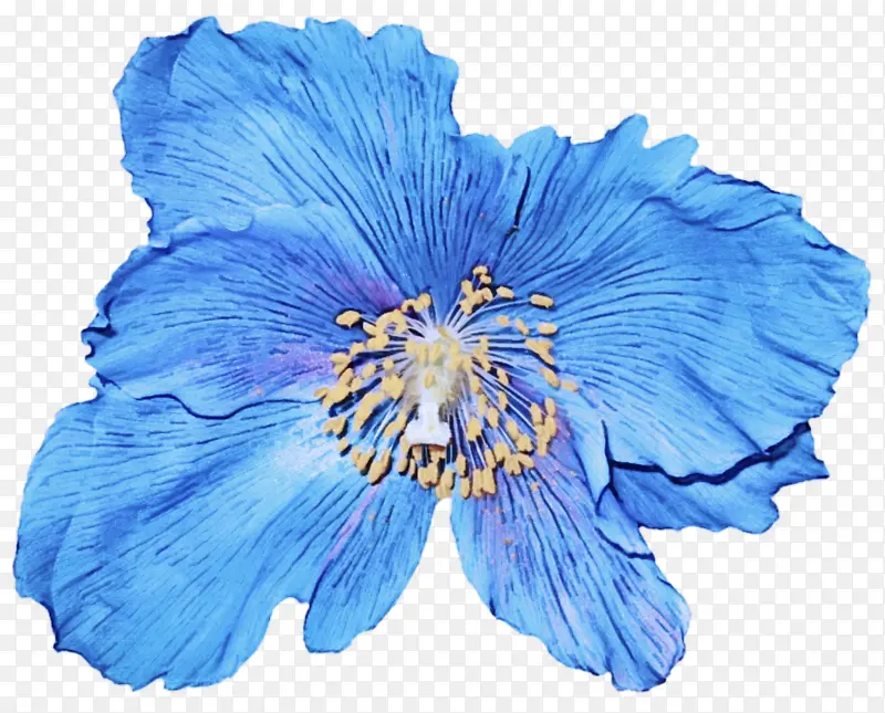 蓝色 花瓣 花朵