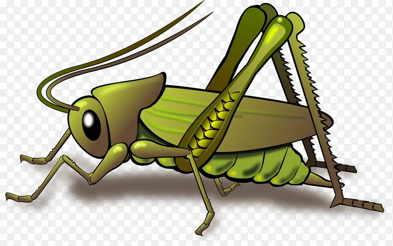 昆虫 蚱蜢 蟋蟀状昆虫