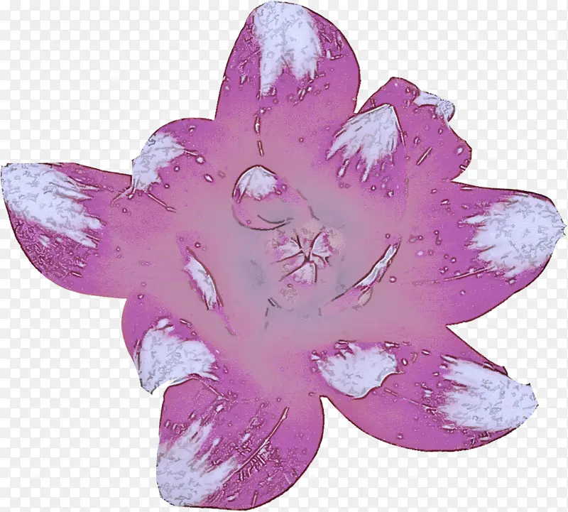 紫色 粉色 叶子