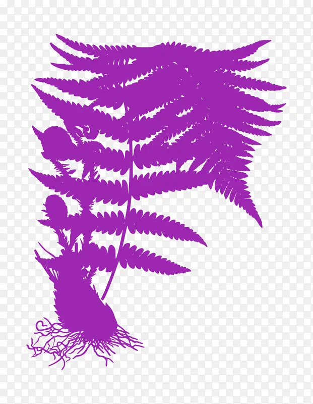 粉色 紫色 羽毛