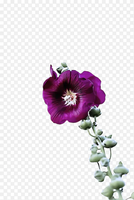花 紫色 花瓣