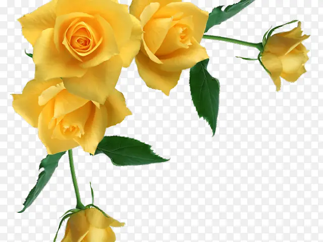 花卉 黄色 花园玫瑰