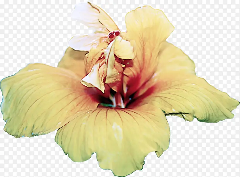 花 花瓣 夏威夷木槿