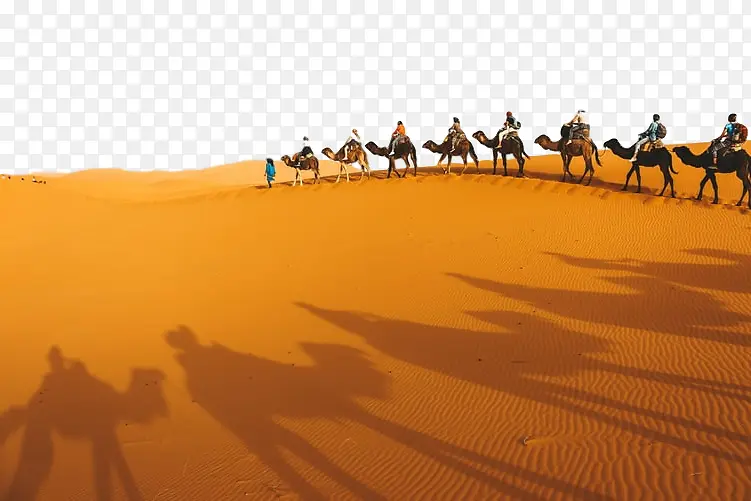 沙漠 骆驼 撒哈拉