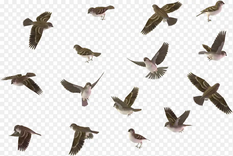 鸟类 动物迁徙 鸟类迁徙