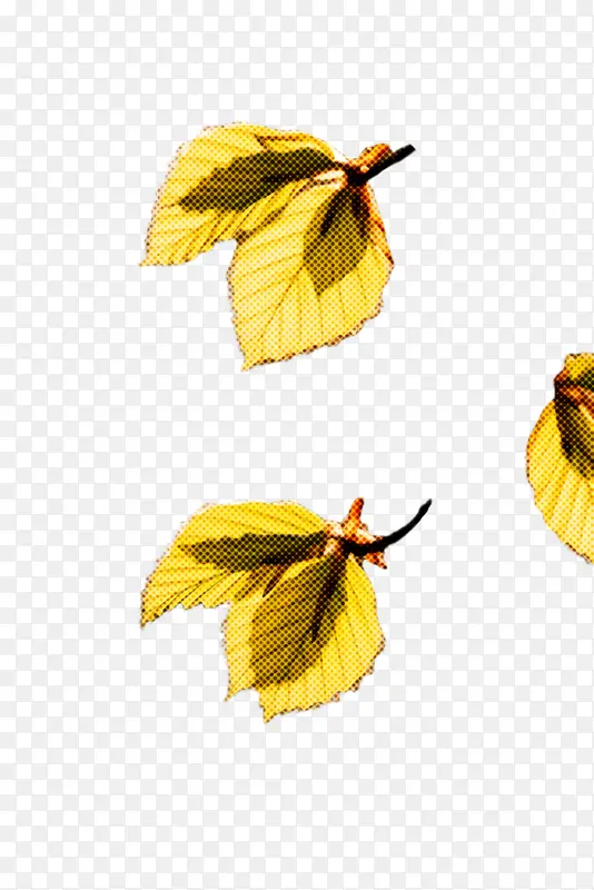 叶子 黄色 植物