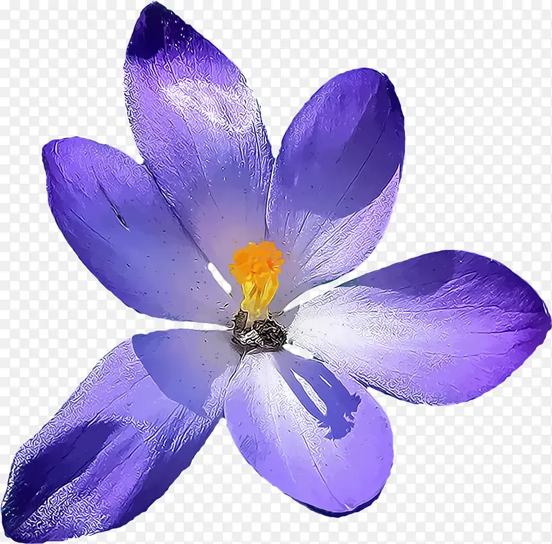花瓣 花朵 紫罗兰