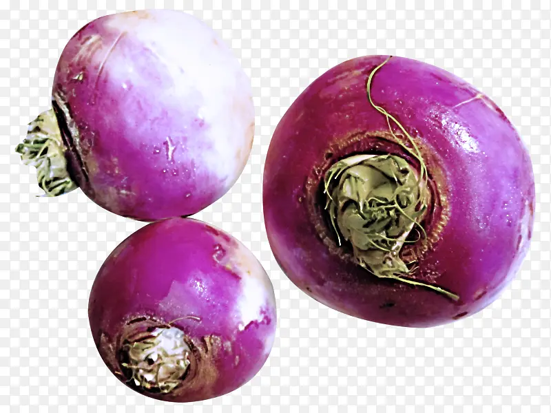 萝卜 紫色 紫罗兰