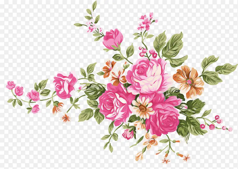 花朵 粉色 多刺玫瑰