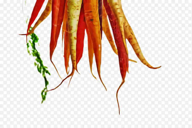 植物 蔬菜 胡萝卜