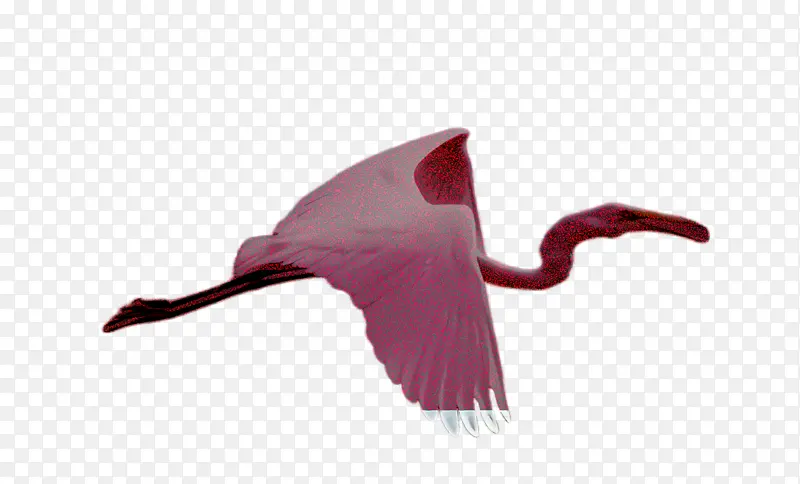 鸟 琵鹭 粉红
