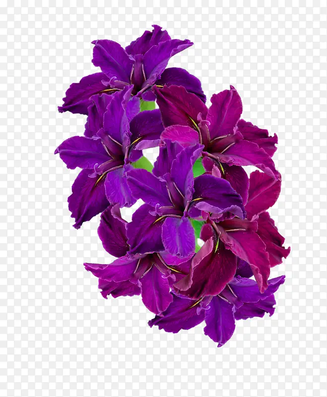 紫色 花朵 花瓣