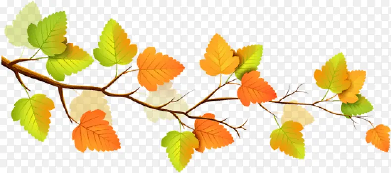 叶子 橙色 树枝