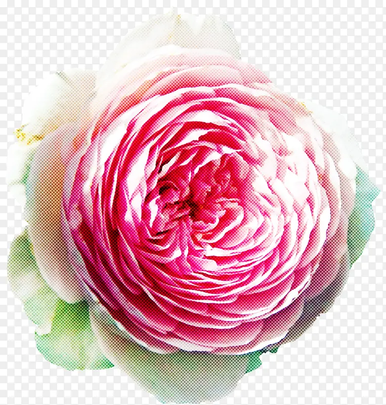 粉色 波斯毛茛 花园玫瑰