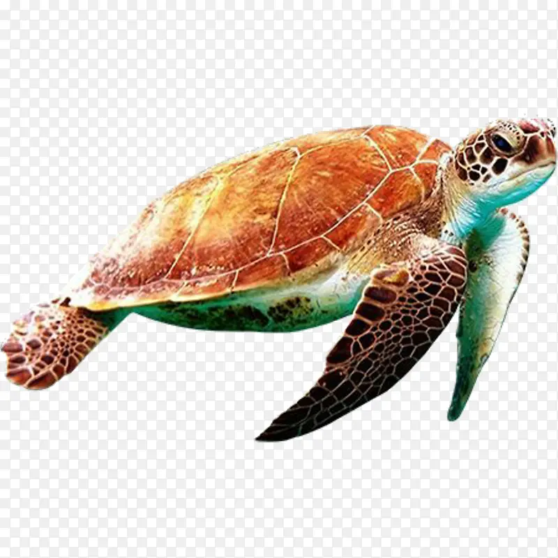 海龟 玳瑁海龟 橄榄红海龟