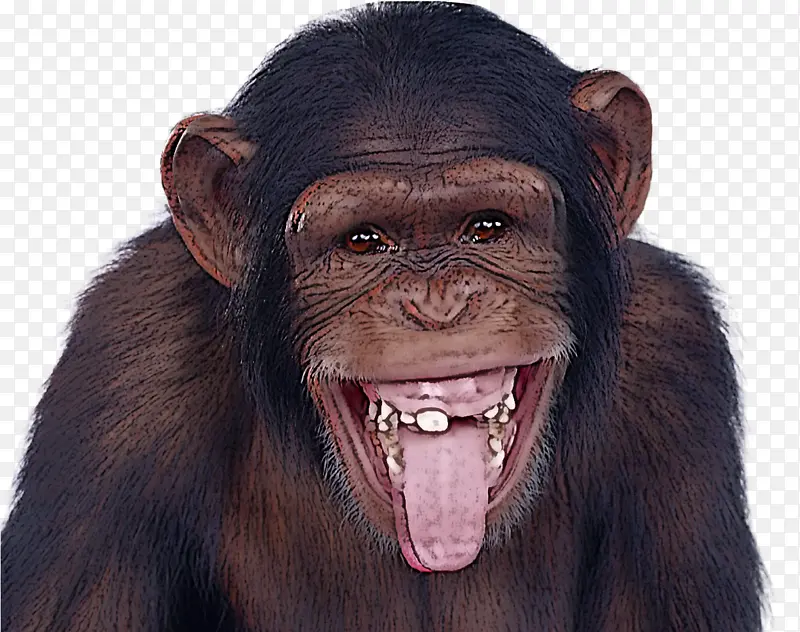 普通黑猩猩 面部表情 头