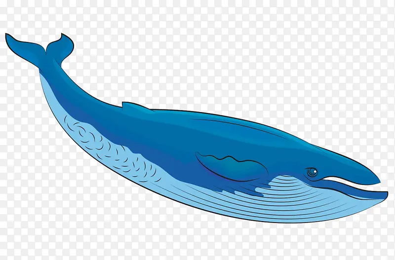 鲸类 鲸鱼 蓝鲸