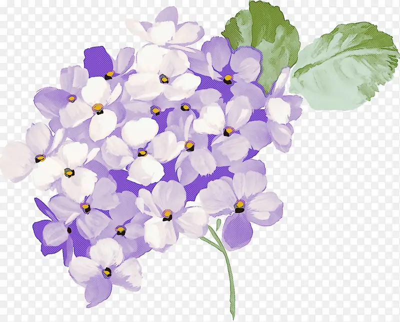花朵 紫罗兰 紫色