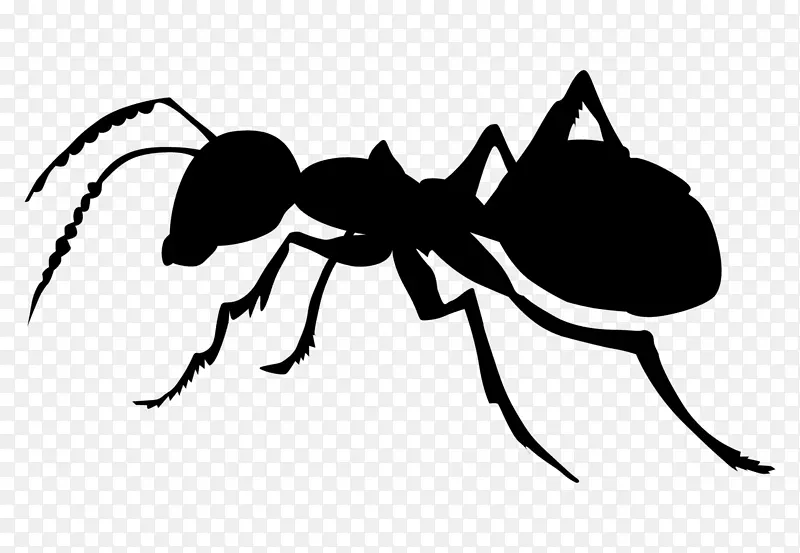 蚂蚁 昆虫 白色