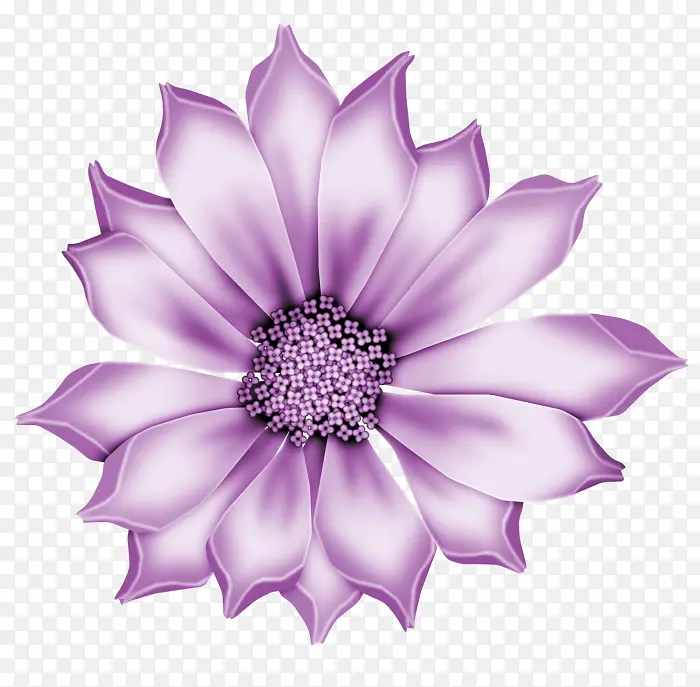 花瓣 紫罗兰 紫色