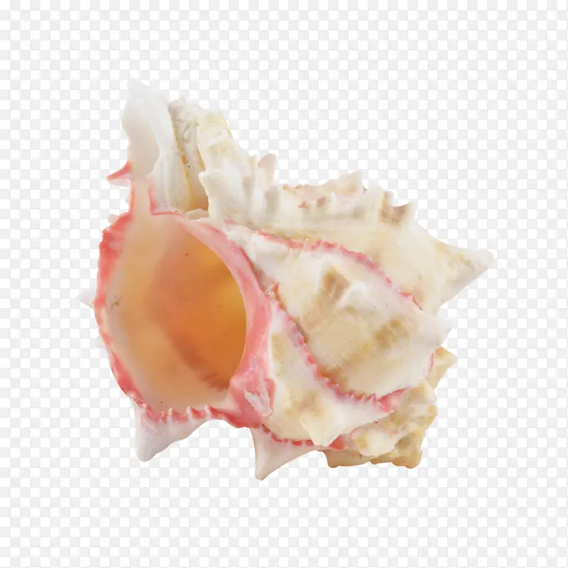 粉红 海螺 香瓜