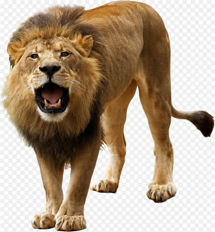 狮子 马赛狮子 野生动物