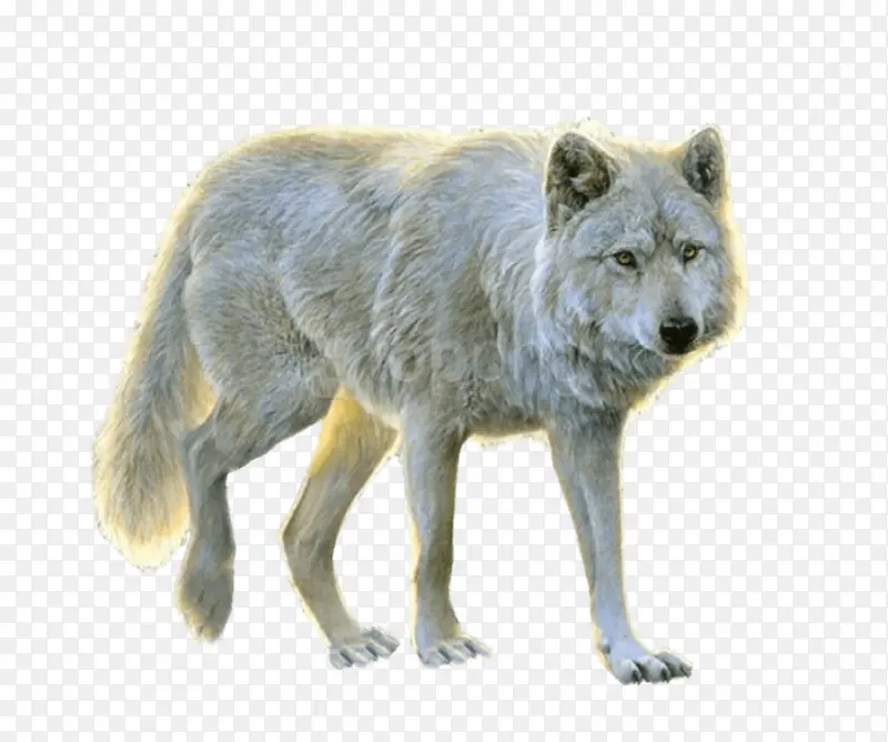 野生动物 郊狼 狼