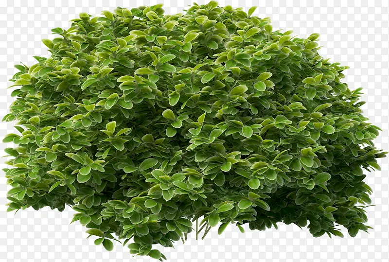 绿色 植物 叶子