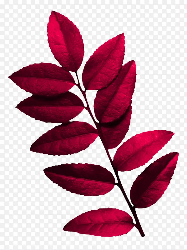 叶子 红色 植物