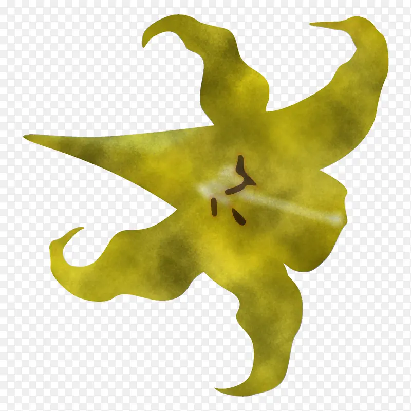 黄色 植物 花