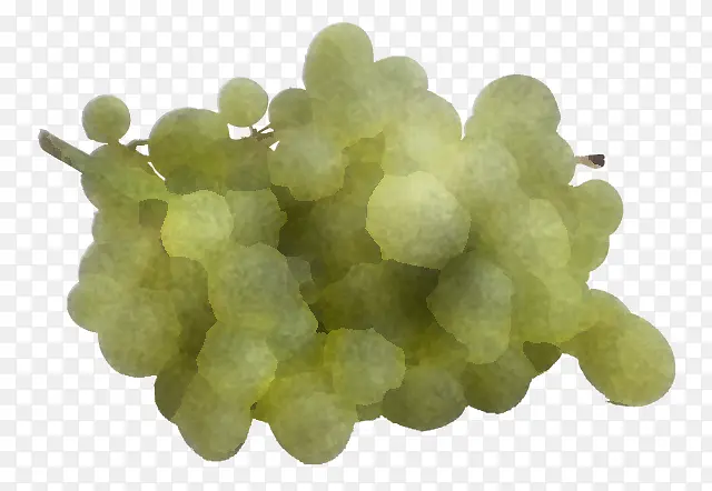 葡萄 葡萄科 无核水果