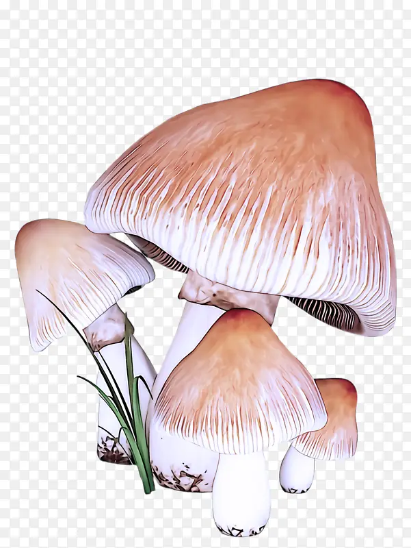 蘑菇 食用菌 蘑菇科