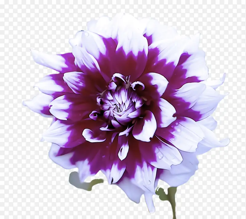 花朵 紫罗兰 花瓣
