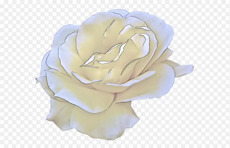 白色 玫瑰 花朵