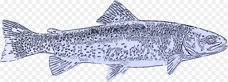 采购产品鱼 鳟鱼 鲑鱼状鱼