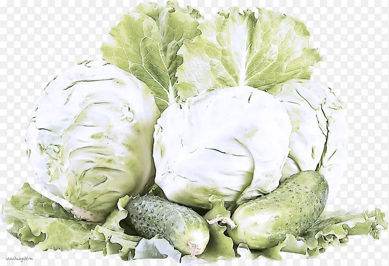 卷心菜 蔬菜 冰堡莴苣