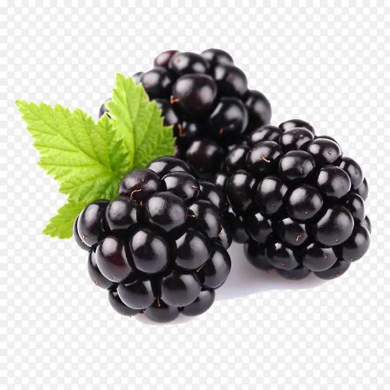 浆果 黑莓 水果