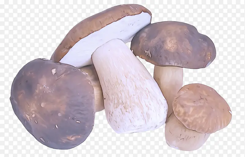 蘑菇 香菇 竹篙包
