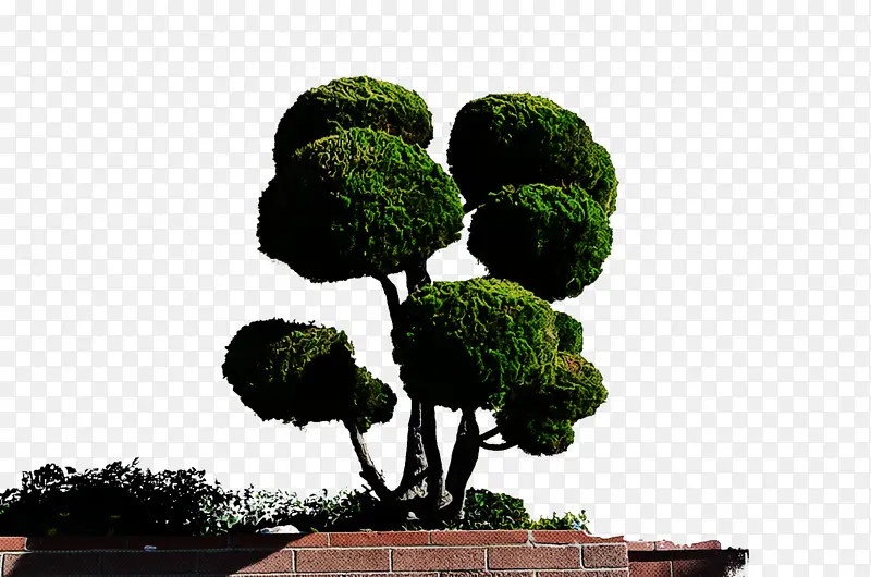 树木 自然 绿色