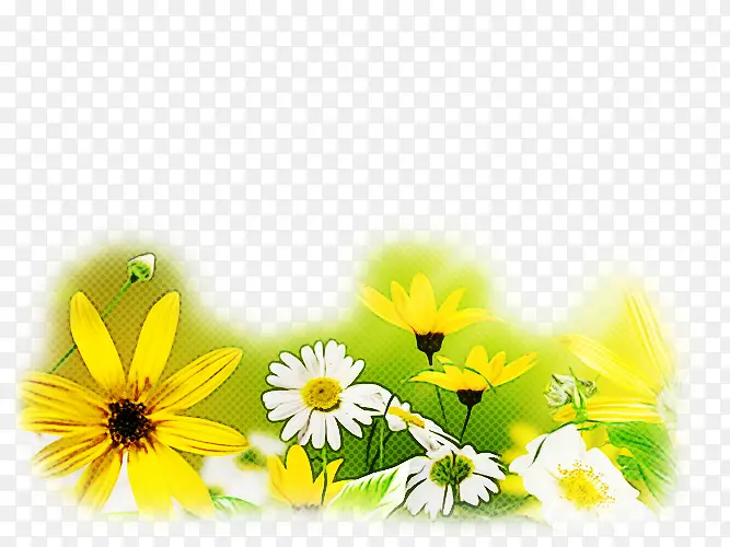 自然 花朵 黄色