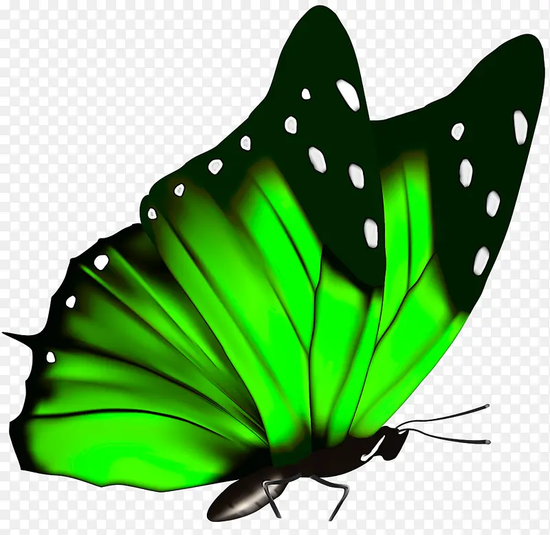 蝴蝶 昆虫 绿色