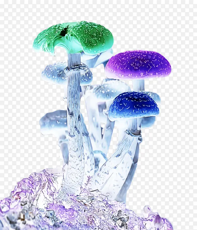 紫色 蘑菇 植物