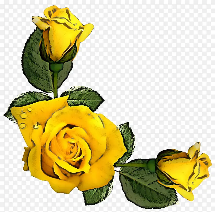 黄色 花朵 花园玫瑰