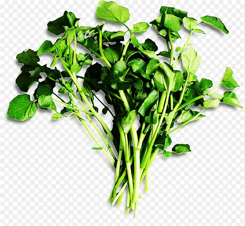 植物 蔬菜 叶菜