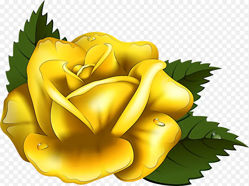 黄色 花朵 玫瑰