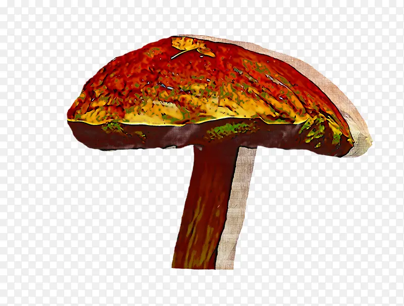 蘑菇 橙子 牛肝菌