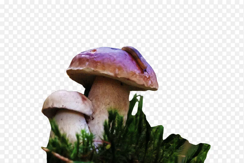 蘑菇 食用菌 自然景观