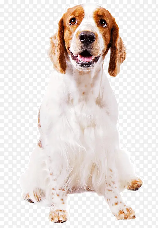 狗 西班牙犬 伴侣犬