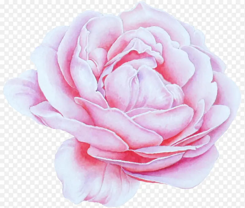 粉色 花瓣 花园玫瑰