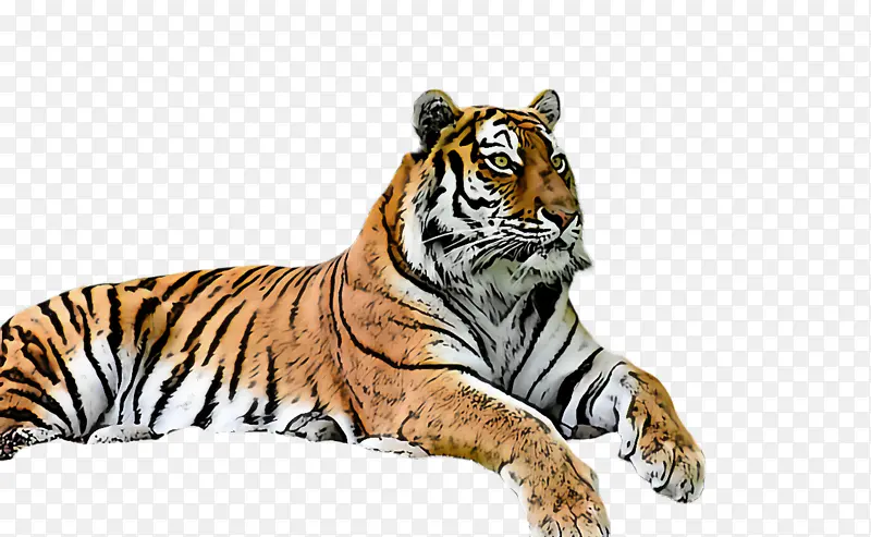 老虎 野生动物 孟加拉虎